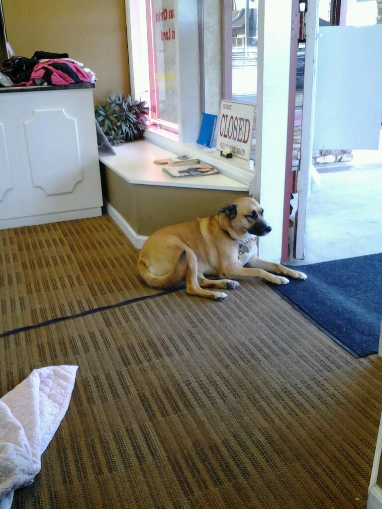 Shop dog in the lobby